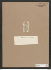 Navicula lyra var. insignis A.Schum. (de-Toni-Nr.: Genus 1, Species 327) Zeichnungen Sammlung Grunow Nr. 746 (NHMW-BOT-W0367137)